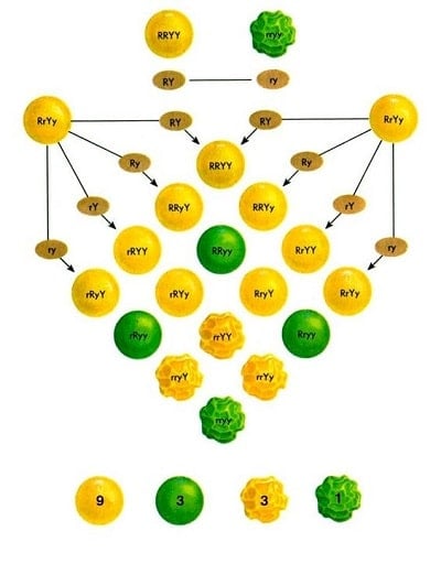 Genotypes of pea found by Gregor Johann Mendel